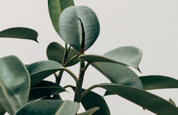 Close-up of rubber plant leaves with vibrant green hues against a minimalist off-white background.